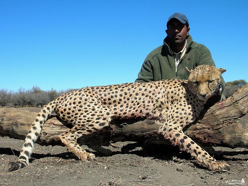 Gepard patří také mezi silně ohrožené druhy.